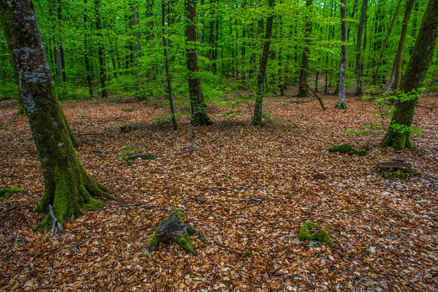 Flickr via Matic Redelonghi photography